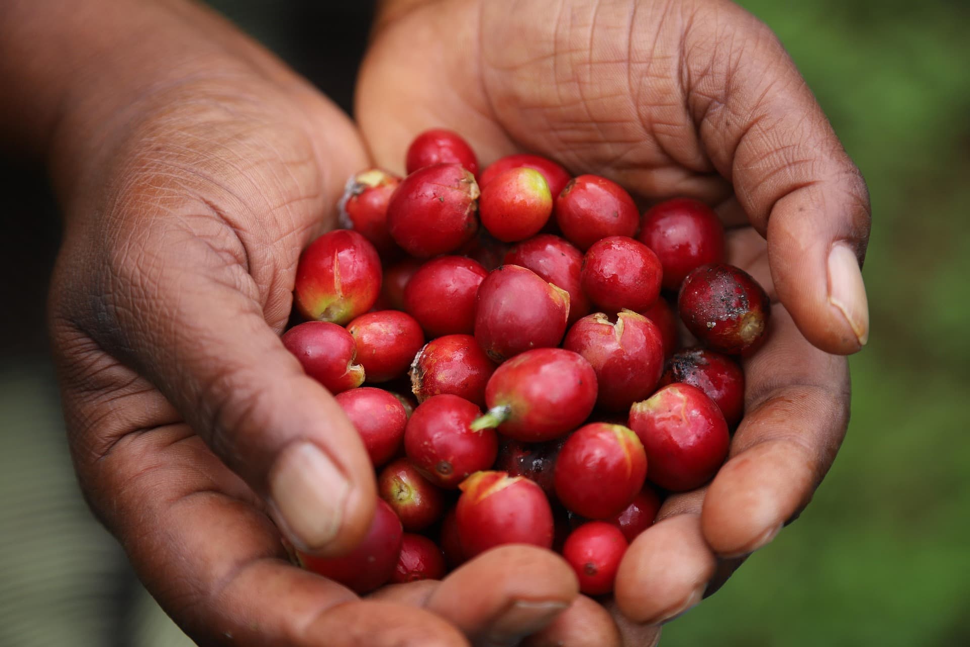 Coffee farmers in Ethiopia harvesting ripe coffee cherries